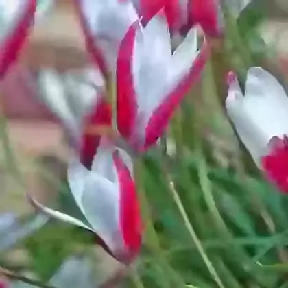 Clusiana Peppermintstick